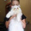 Фото №3. Продаются чистокровные персидские котята. Украина