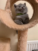 Фото №3. Здоровые британские короткошерстные котята с родословной.. Германия