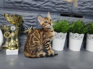 Фото №3. Питомник "Wonderful cats" предлагает к записи на котят Бенгальской. Беларусь