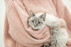 Дополнительные фото: Тайская кошечка Латифа в добрые руки