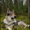 Фото №1. волчья собака сарлоса - купить в Солигорске за 71500₽. Объявление №33280