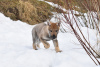 Фото №3. Щенок Чехословацкой волчьей собаки.  Россия