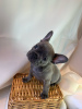 Фото №3. Adorable French bulldog Puppies for free adoption.  Германия