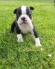 Фото №3. Adorable Boston Terrier Puppies for free adoption.  Германия