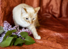 Дополнительные фото: Нежный и красивый котик Беня в дар