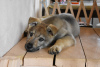 Фото №4. Продажа чехословацкую волчью собаку в Ярославле частное объявление - цена договорная