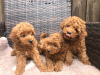 Фото №3. Cute Toy poodle puppies available for free adoption.  Германия