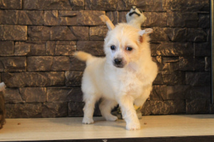 Фото №1. китайская хохлатая собака - купить в Ижевске за 10руб. Объявление №3788