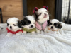 Дополнительные фото: Продаются щенки пекинеса