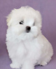 Фото №3. Cute Maltese puppies available for free adoptoin.  Германия