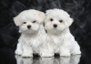 Фото №3. Cute Maltese puppies available for free adoptoin.  Германия