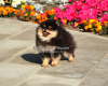 Дополнительные фото: Красивый щенок померанского шпица