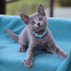 Фото №3. русские голубые котята. Россия