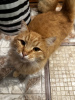 Фото №3. Ласковый, молодой, красивый рыжий кот Тоша в добрые руки!. Россия