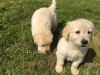 Фото №3. Beautiful golden retriever puppies for free adoption.  Германия