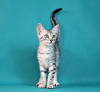 Фото №3. Питомник кошек предлагает на продажу котят породы Египетская Мау.. Россия