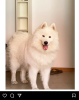 Фото №1. самоедская собака - купить в Колоне за договорная. Объявление №89488