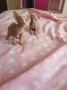 Фото №3. Два прекрасных котенка сфинкса.. США