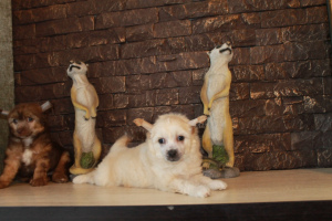 Фото №4. Продажа китайскую хохлатую собаку в Ижевске из питомника - цена 10руб