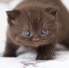 Дополнительные фото: Британский короткошерстный котенок