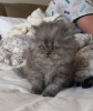 Фото №3. красивый персидский котенок. Франция