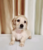Фото №3. Предлагается на продажу щенок кремовая такса, Cream dachshund golden, Редкий.  Украина