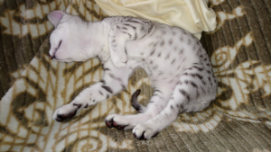 Дополнительные фото: Котята, порода Египетская Мау.