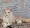 Фото №3. Котята мейн-кун из питомника. Украина
