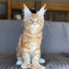 Дополнительные фото: mainecoon kittens for free adoption