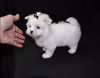 Фото №3. Cute Maltese puppies available for free adoptoin.  Германия