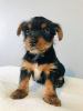 Фото №3. Teacup Yorkshire Terrier Puppy for free adoption.  Германия