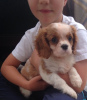 Фото №3. Adorable Cavalier King Charles Puppies for free adoption.  Германия