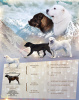 Дополнительные фото: Милые щенки САО Среднеазитской овчарки