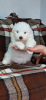 Фото №4. Продажа самоедскую собаку в Sremska Mitrovica  - цена договорная