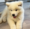 Дополнительные фото: Gotowe teraz Akc zarejestrowane Szczenięta Samoyed. Хлопцы и дзевчента