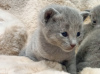 Фото №3. Русские голубые котята. Болгария