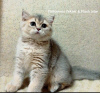 Фото №3. Британские короткошерстные котята. Россия
