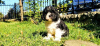 Фото №3. CAVAPOO трехцветный щенок.  Россия
