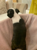 Дополнительные фото: Adorable Boston Terrier Puppies for free adoption