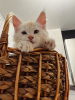 Фото №3. Продается котенок породы Мейн-кун. Россия