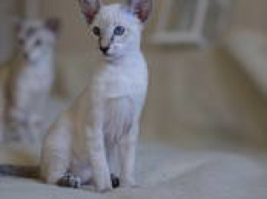 Фото №4. Продам ориентальную кошку в Минске частное объявление, заводчик - цена 10818руб