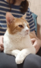 Дополнительные фото: Очаровательный рыжий котик Бонечка ищет дом и любящую семью!