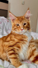 Дополнительные фото: Шикарный котенок Мейнкун