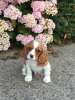 Фото №3. Adorable Cavalier King Charles Puppies for free adoption.  Германия