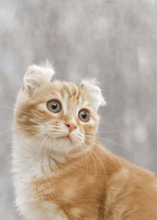 Фото №3. Labai gražiai oranžinis trumpaplaukis katinukas Американский керл (Amerikos. Литва