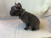 Фото №3. Adorable French bulldog Puppies for free adoption.  Германия