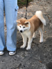 Дополнительные фото: Продам щенков японской акиты.
