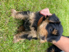 Фото №3. Teacup Yorkshire Terrier Puppy for free adoption.  Германия