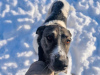 Дополнительные фото: Очень умная и благодарная собака Герда ищет семью!