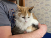 Дополнительные фото: Трёхцветная кошечка Ванилька ищет дом и любящую семью!